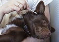 Cleaning the Dog s Ear. Royalty Free Stock Photo