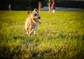 A small brown dog mix jack russell terrier running on meadow in the rays of the setting sun.