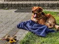 A small brown dog naps in front of the house entrance on a navy blue rag