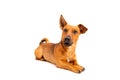 Small brown dog sitting on the floor isolated on white background. Mixed breed of parson jack russell terrier, chihuahua and Royalty Free Stock Photo