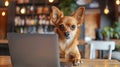 Small Brown Dog Sitting in Front of Laptop Royalty Free Stock Photo
