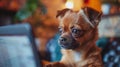 Small Brown Dog Sitting in Front of Laptop Royalty Free Stock Photo