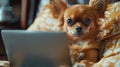 Small Brown Dog Sitting in Front of Laptop Royalty Free Stock Photo