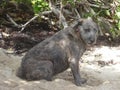 A small brown dog sitting on the sand