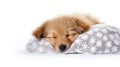 A small brown dog sleeping on top of a blanket. Pets, winter clipart. Royalty Free Stock Photo
