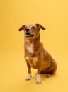 Dog standing alert yellow background Royalty Free Stock Photo