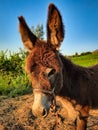 Small brown donkey resting on the green meadow on a sunset in nature