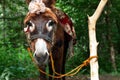 Small brown donkey stands tied to a tree Royalty Free Stock Photo