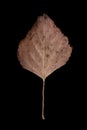 Small brown dried autumn leaf macro close up vertical shot isolated on black background Royalty Free Stock Photo