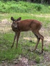 Small brown due at Wisconsin nature center Royalty Free Stock Photo