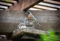 Small, brown-feathered bird is perched on a wooden structure, feeding its parent in a nest