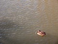 small brown female mallard on top of water swimming paddling