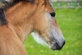 A small brown foal grazes in the meadow among the horses closeup portrait