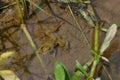 The small brown frog melt with clay in the water Royalty Free Stock Photo