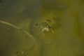 Small brown frog melt with clay in the water. Royalty Free Stock Photo