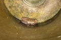 Small brown frog sitting in a stained plastic rain gauge Royalty Free Stock Photo