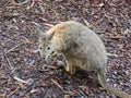 Small brown furry animal alone in a forest in Featherdale Sydney Wildlife Park, Sydney, Australia