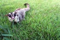 Small brown furry sugar glider playing by herself