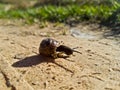 A small brown garden snail crawling on the sand. The road in the village outside the city. Spring or early summer. Wildlife. Macro Royalty Free Stock Photo