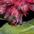 Small Brown Garden Snail Feeding on a Silver Vase Royalty Free Stock Photo