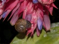 Small Brown Garden Snail on an Urn Plant Royalty Free Stock Photo