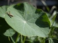 Small Brown Grasshopper on a large round leaf sitting in the sunshine