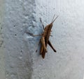 a small brown grasshopper was clinging to the wall