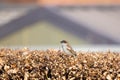 A small brown, grey and red colored feathered house sparrow standing on a vibrant brown hedge. The background is a faded Royalty Free Stock Photo