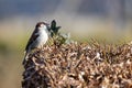 A small brown, grey and red colored feathered house sparrow standing on a vibrant brown hedge. The background is a faded Royalty Free Stock Photo