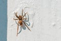 Small brown hairy spider lurks on a white wall for prey Royalty Free Stock Photo