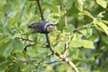 Brown Headed Nuthatch bird in a Water Oak Tree, Georgia Royalty Free Stock Photo