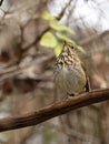 Small brown Hermit Thrush bird perched on a branch of a tree Royalty Free Stock Photo