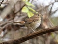 Small brown Hermit Thrush bird perched on a branch of a tree Royalty Free Stock Photo