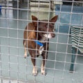 Small brown homeless shelter dog in cage at the pound waiting for adoption