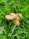 Small brown honey mushrooms in the wet green grass Royalty Free Stock Photo