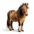 Cute Shetland Pony With Long Hair On White Background