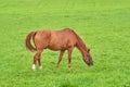 Small brown horse eating green grass alone from a field outdoors with copyspace on sunny day. Cute chestnut pony roaming Royalty Free Stock Photo