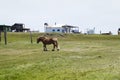 Small brown horse in the field Royalty Free Stock Photo