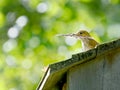 Wren birdwith a feather for its a nest Royalty Free Stock Photo