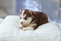 A small brown Husky puppy lies on the pillow, behind the Christmas lights Royalty Free Stock Photo