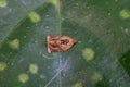 Small brown insect resting on green leaf surface, macro close up in natural light Royalty Free Stock Photo