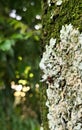 Small brown insect on a trunk covered with lichens and fungi and green moss