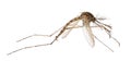 Small brown isolated mosquito male Royalty Free Stock Photo