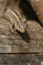 Small brown lizard