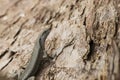 Small Brown Lizard Camouflaged on Rough Tree Bark Texture Royalty Free Stock Photo