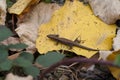 The small brown lizard on the dry leaf on the ground.