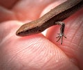 Of a small brown lizard perched on a human hand Royalty Free Stock Photo