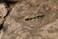 Small and brown lizard on a rock Royalty Free Stock Photo