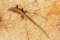 Small Brown Lizard on a Rock Wall Royalty Free Stock Photo