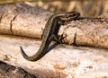 A small brown lizard sits on a thin log. Royalty Free Stock Photo